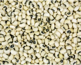 black eyed beans cowpea